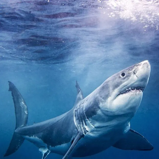 Badass Shark
