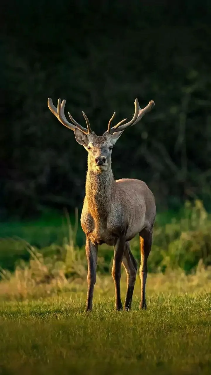 Beautiful deer standing