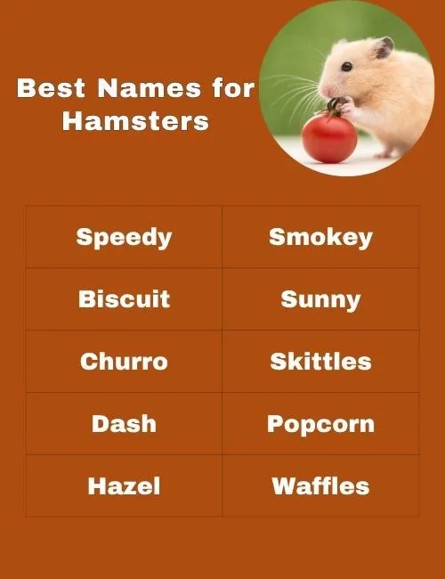 Best Names for Hamsters