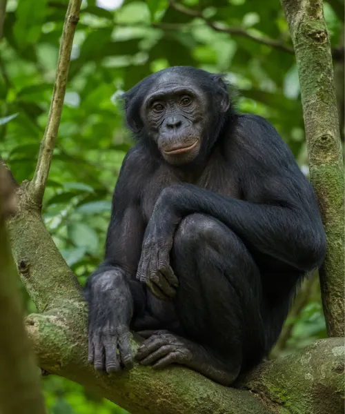 Bonobo ape sitting in African rainforest