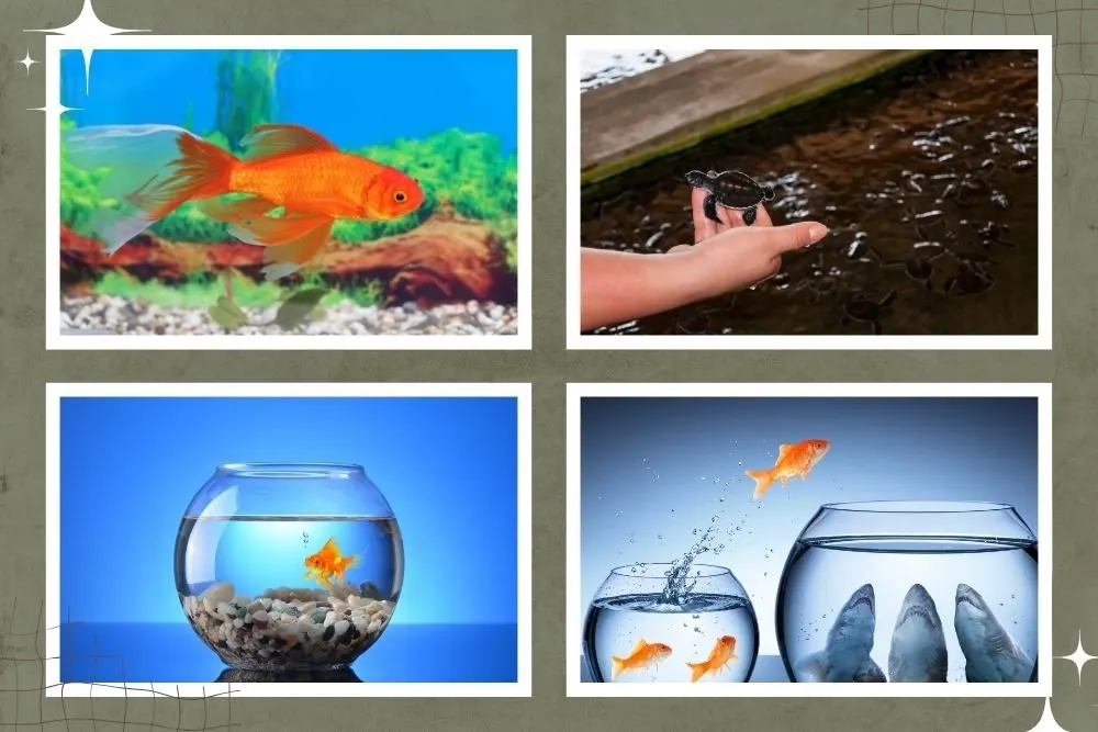 Caring for Goldfish Fry