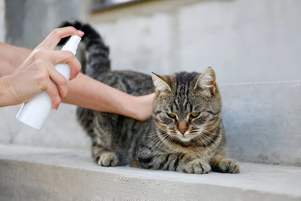  Cat Sprays