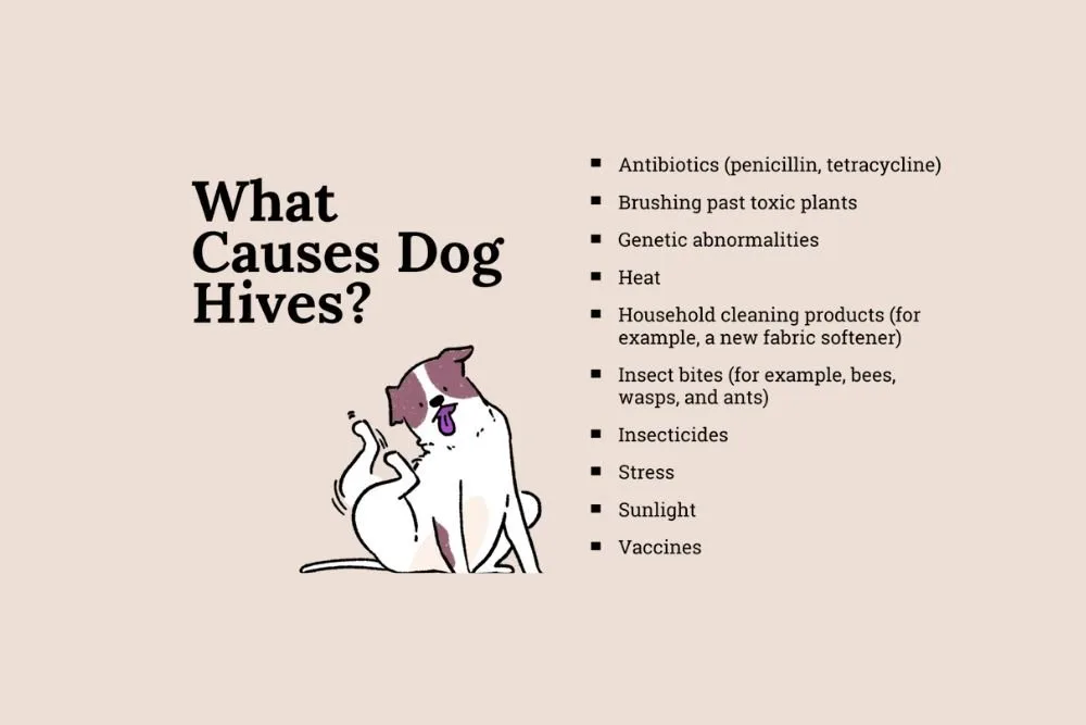 Causes of Hives in Dogs