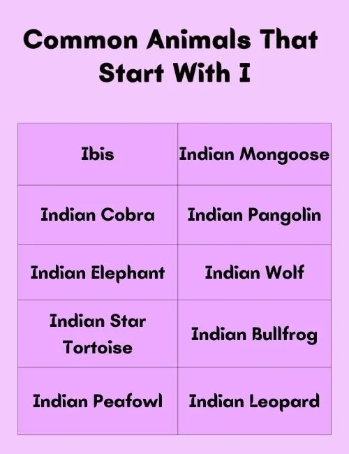 Common Animals That Start With I