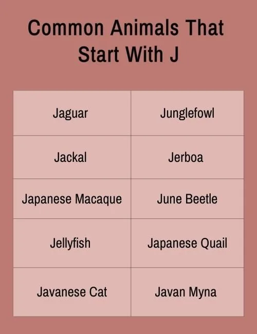 Common Animals That Start With J