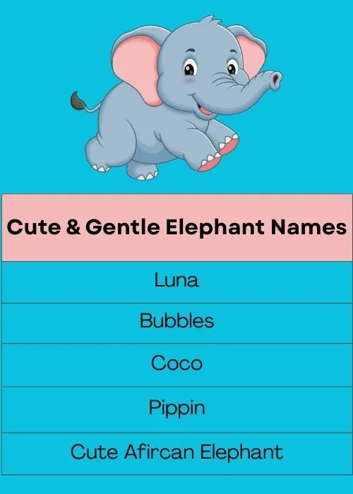 Cute & Gentle Elephant Names
