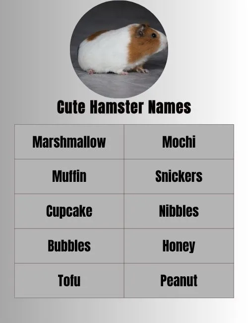Cute Hamster Names