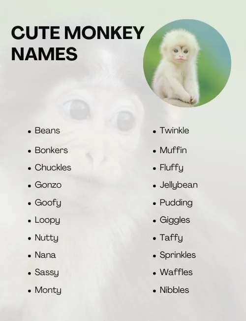 monkey cute  naming ideas