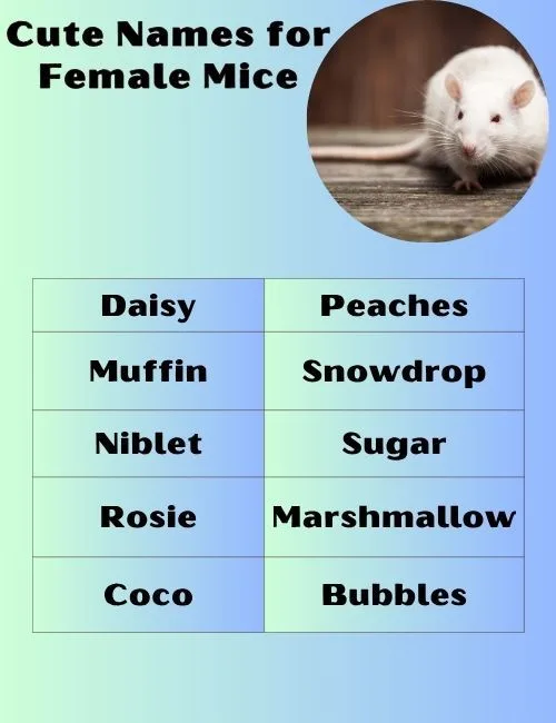 Cute Names for Female Mice
