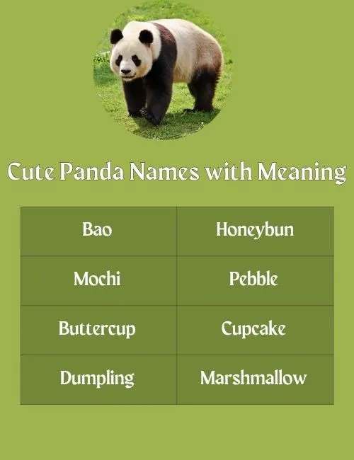 Cute Panda Names