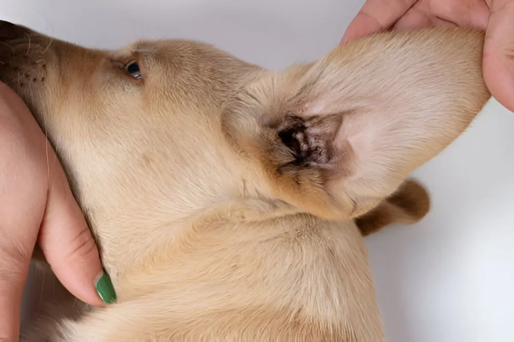 Dog Ear Hematoma