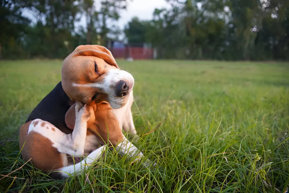 Dog Hives & Skin Allergies