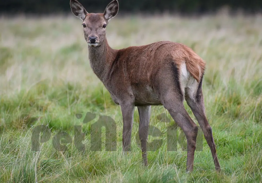 Female deer