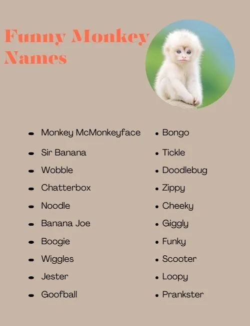 Funny Monkey Names