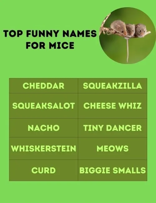 Funny Names for Mice