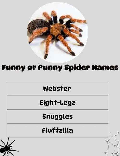 Funny or Punny Spider Names
