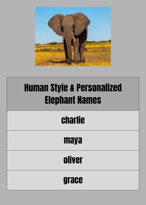 Human‑Style or Personalized Elephant Names