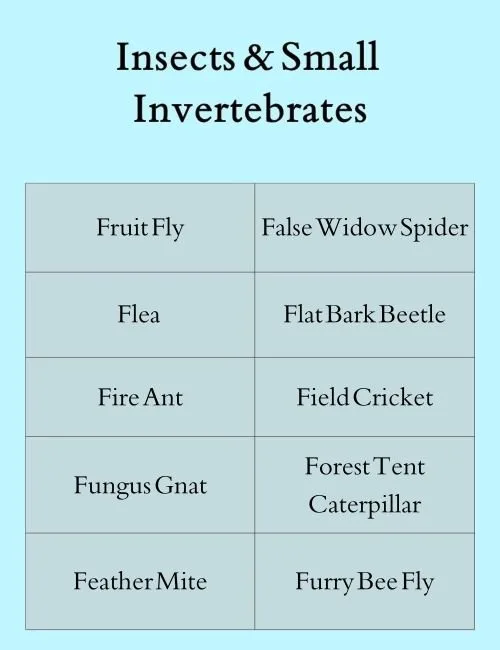 Insects & Small Invertebrates