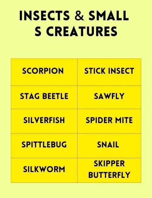 Insects & Small S Creatures