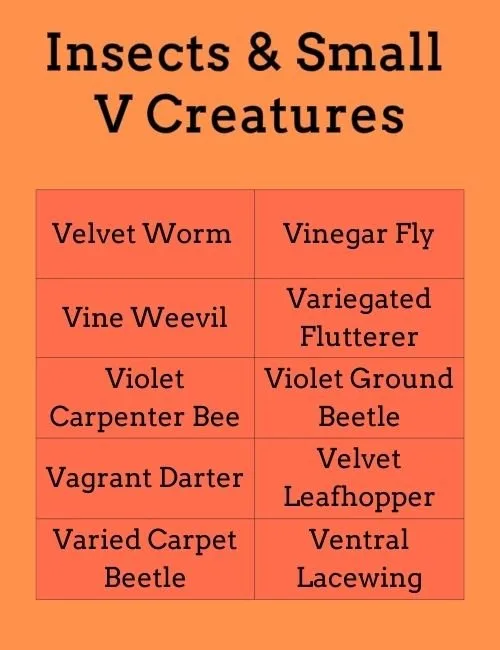 Insects & Small V Creatures