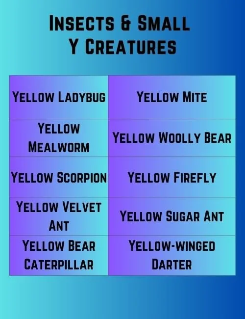 Insects & Small Y Creatures