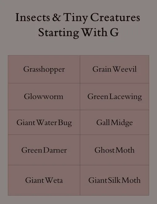 Insects & Tiny Creatures Starting With G