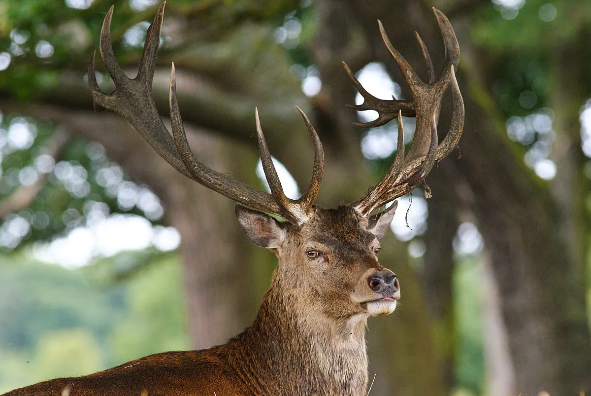 Male Deer