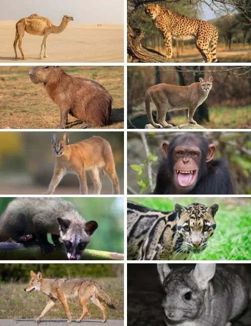 Mammals That Start With C