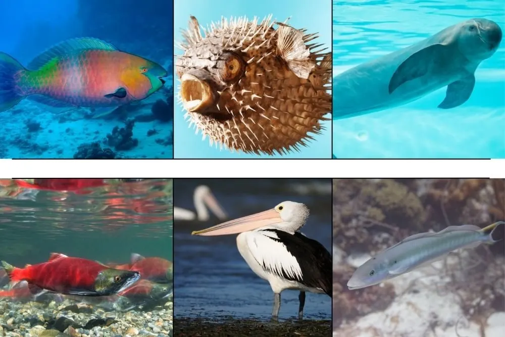 Marine & Aquatic P Animals