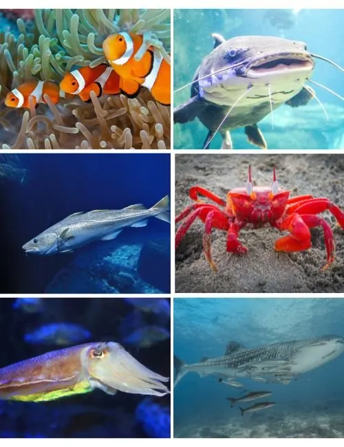 Marine Creatures & Fish That Start With C