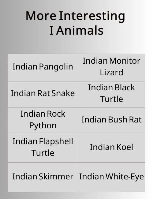 More Interesting I Animals