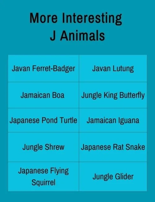 More Interesting J Animals