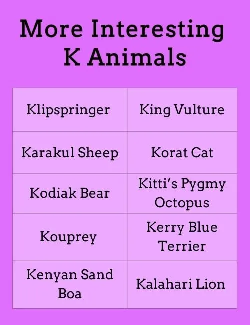 More Interesting K Animals