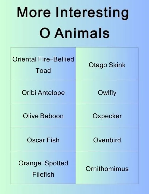 More Interesting O Animals