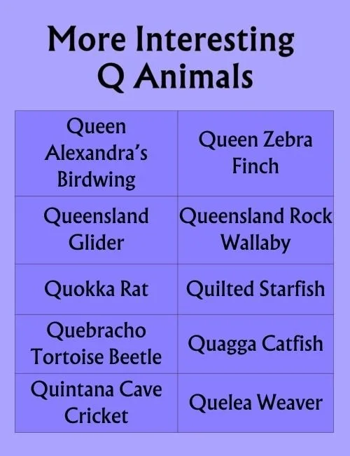More Interesting Q Animals
