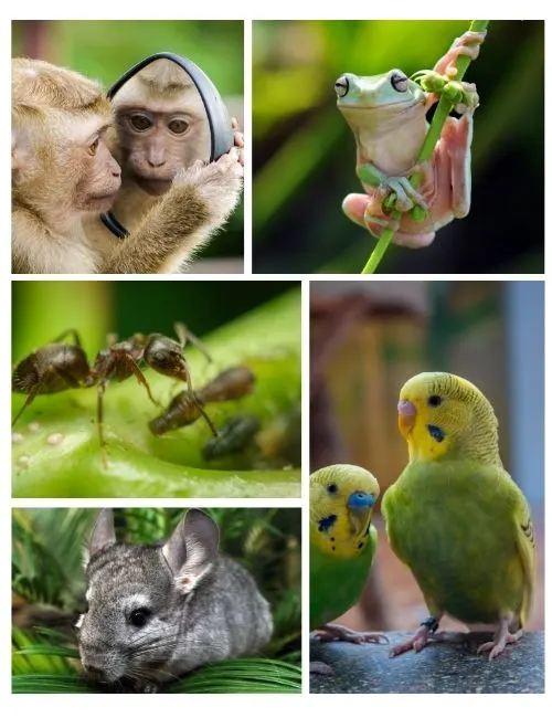 Parakeets 
