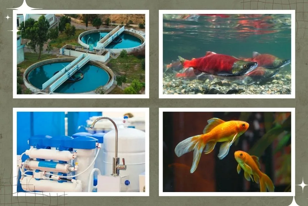 Preparing the Breeding Environment