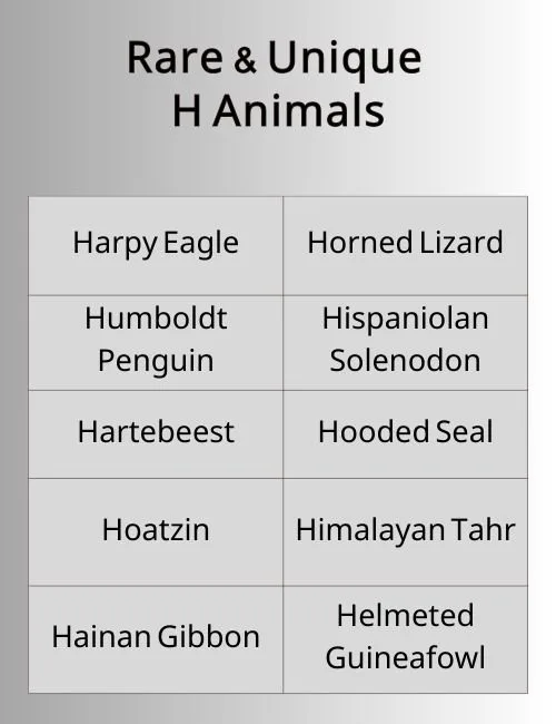 Rare & Unique H Animals