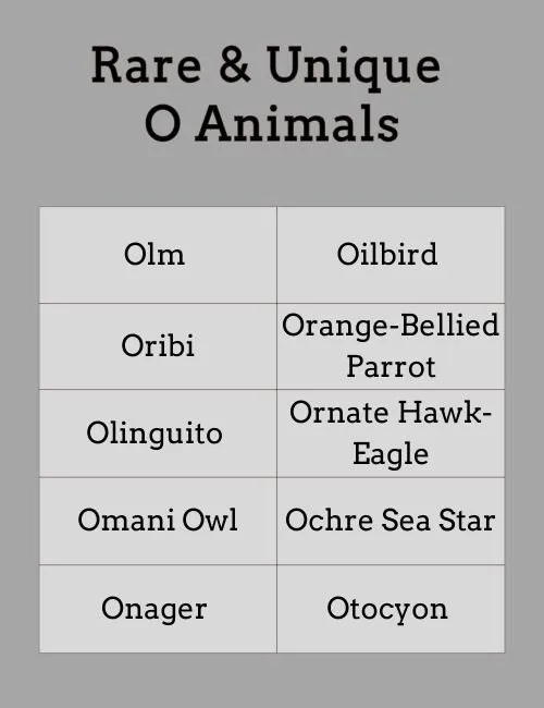 Rare & Unique O Animals