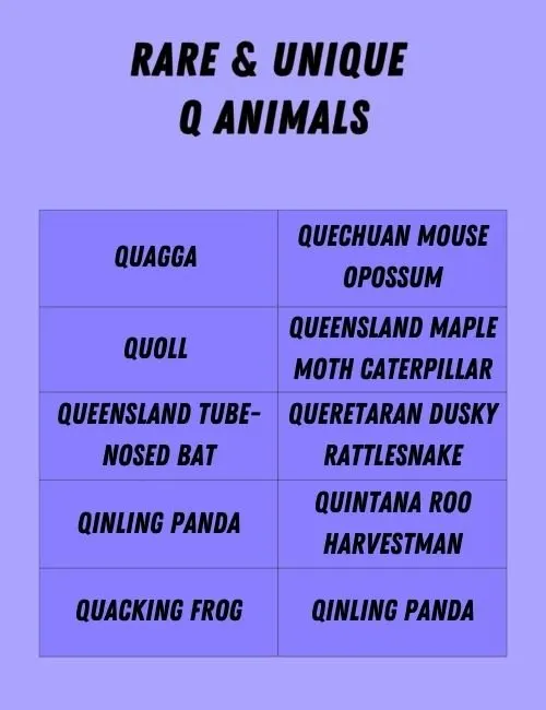 Rare & Unique Q Animals