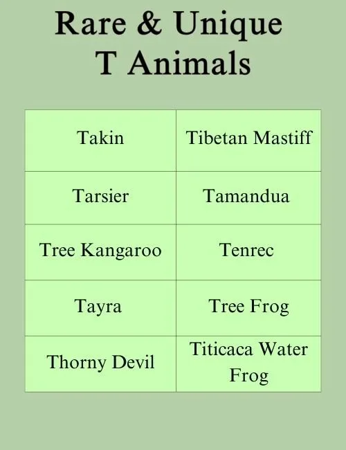 Rare & Unique T Animals