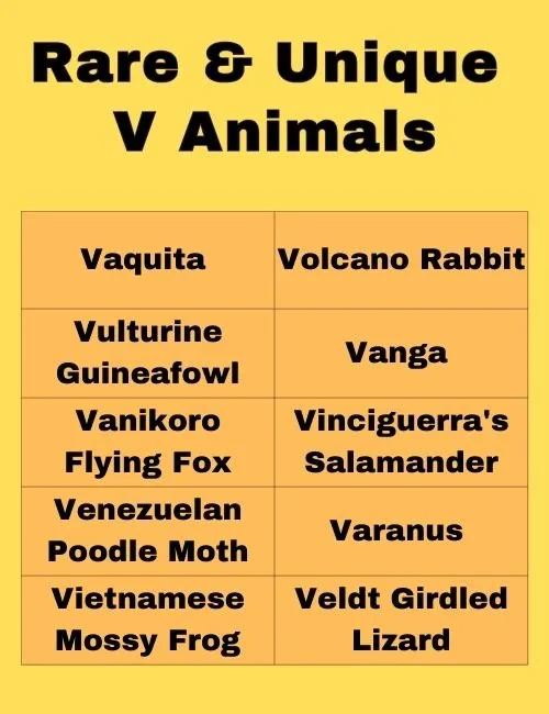 Rare & Unique V Animals