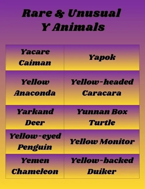 Rare & Unusual Y Animals