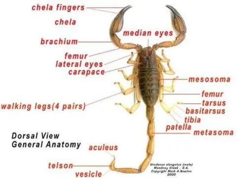 Scorpion Anatomy
