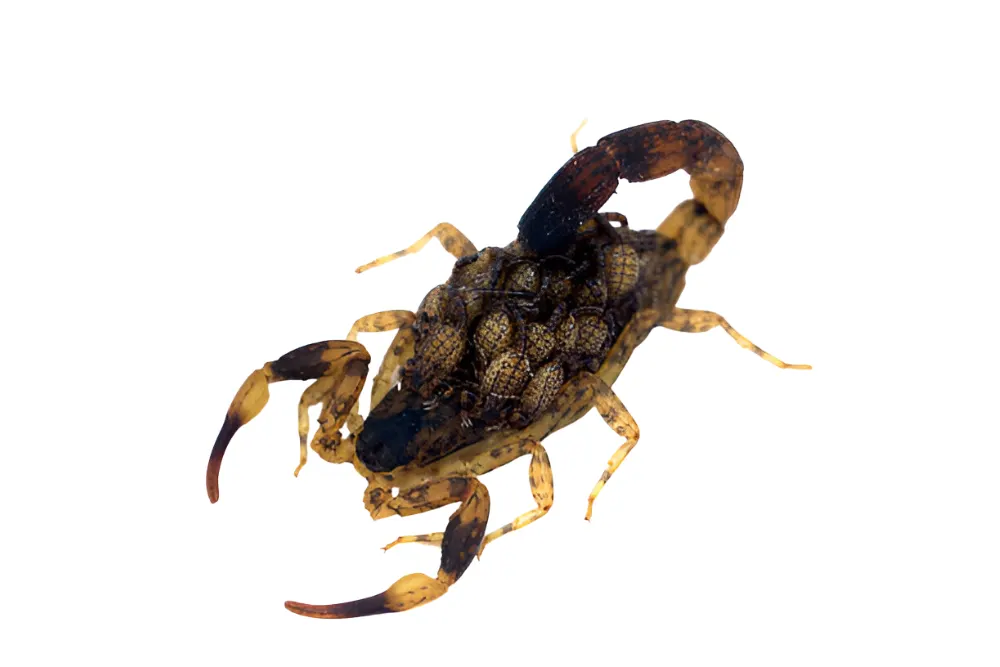 Scorpion grabs baby mother