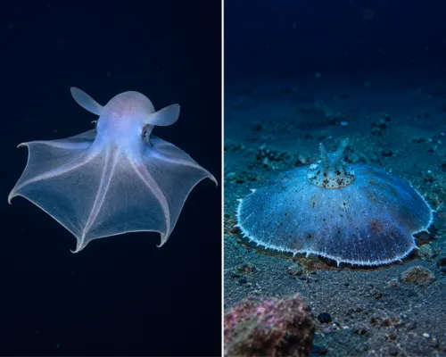 Collage of umbrella octopus and umbrella slug in deep ocean