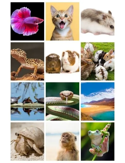 Top 15 Low Maintenance Pets