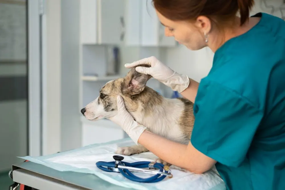 Treatment  Hematoma