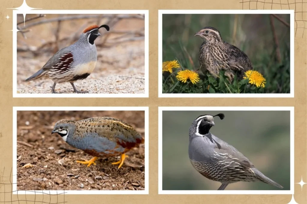 Types of Quails for Breeding