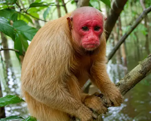 Red-faced Uakari monkey sitting in Amazon rainforest treetop